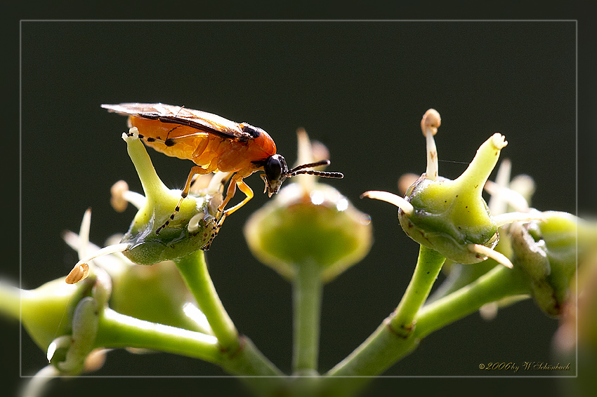 Raubfliege auf Euonymusblte