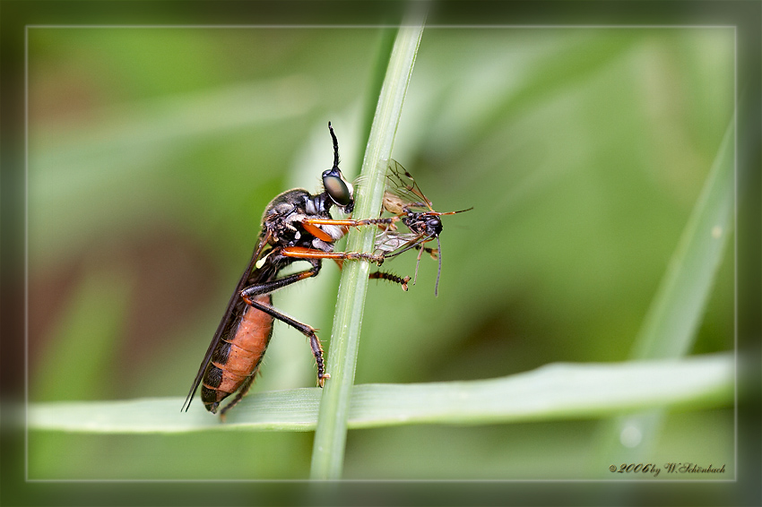 Raubfliege mit Beute