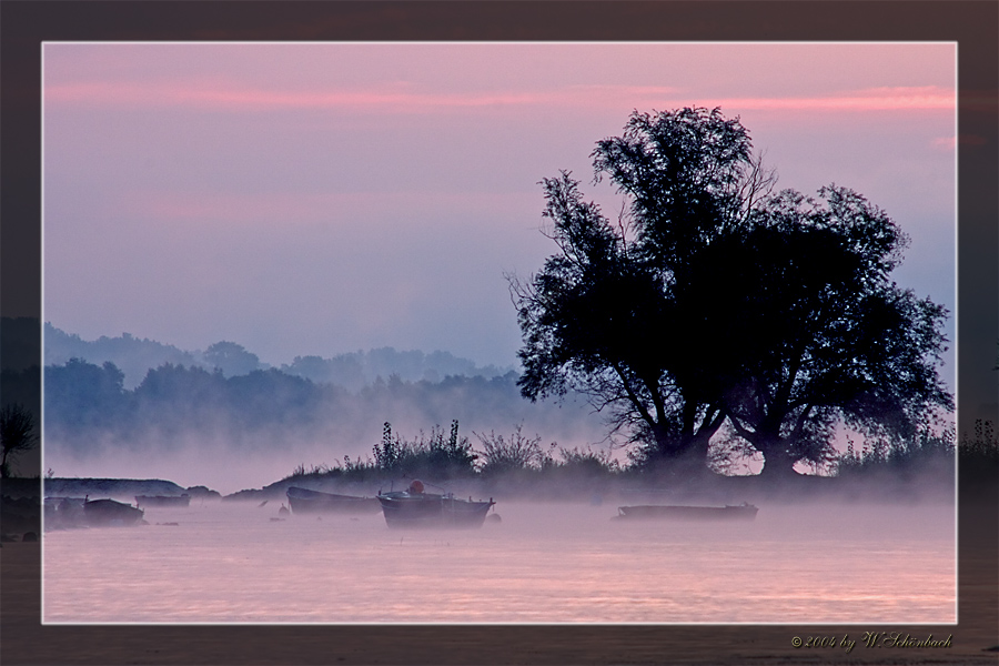 Morgennebel am Rhein