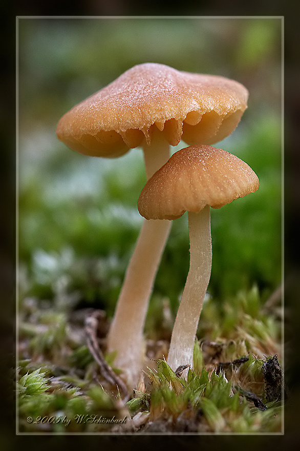 Pilz-Zwerge