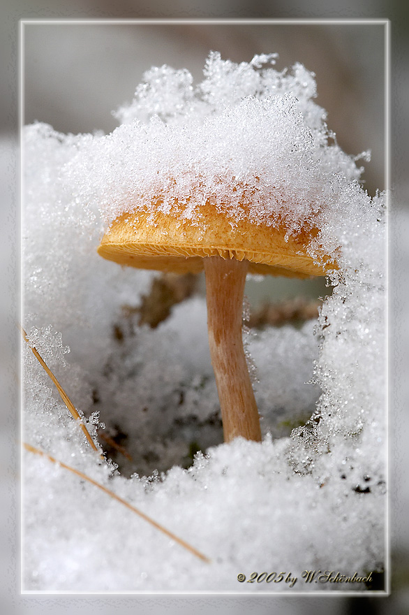 Pilz im Schneekleid...