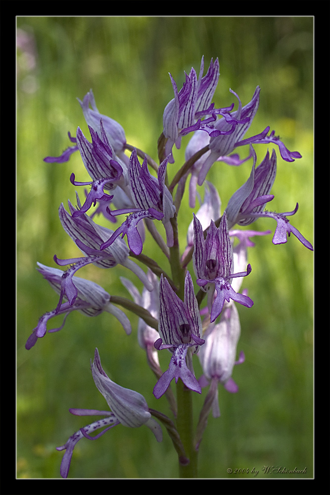 Orchis militaris