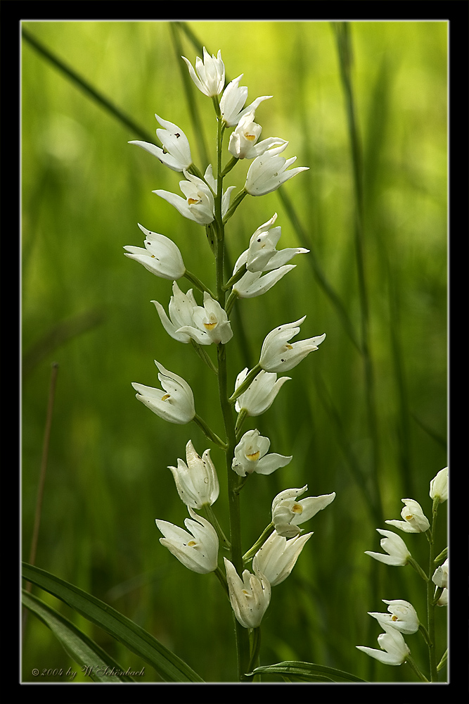 Cephalanthera longifolia