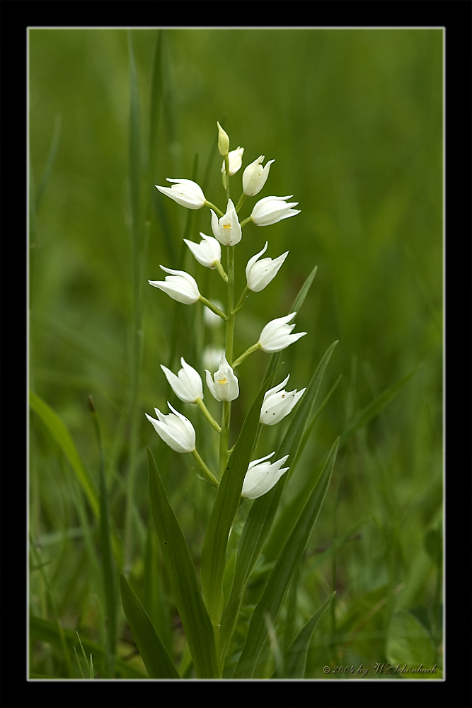 Cephalanthera longifolia