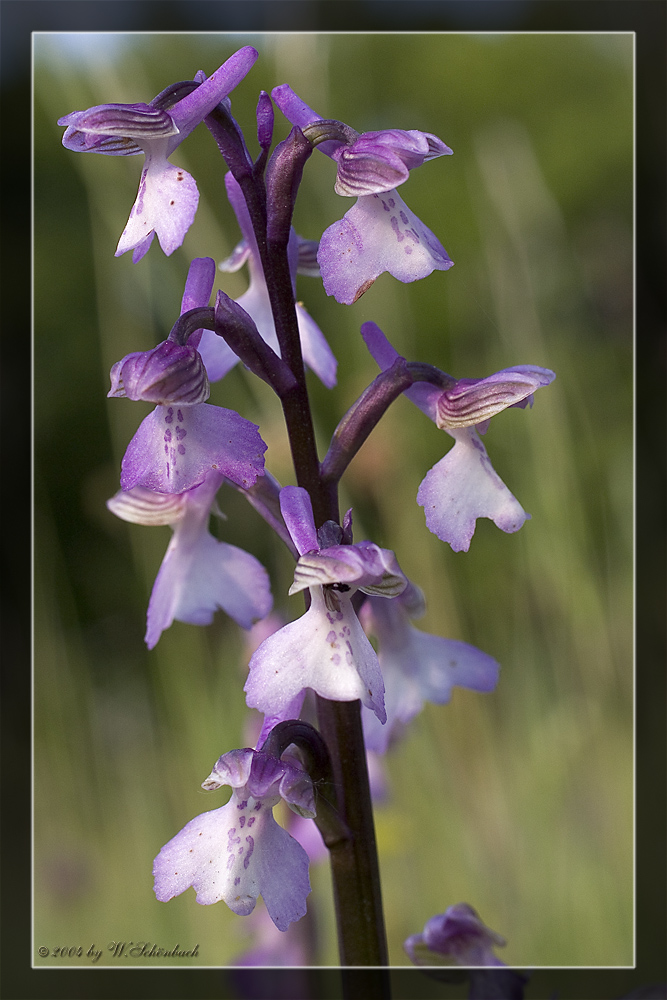 Orchis morio (Nahaufnahme der Blte)