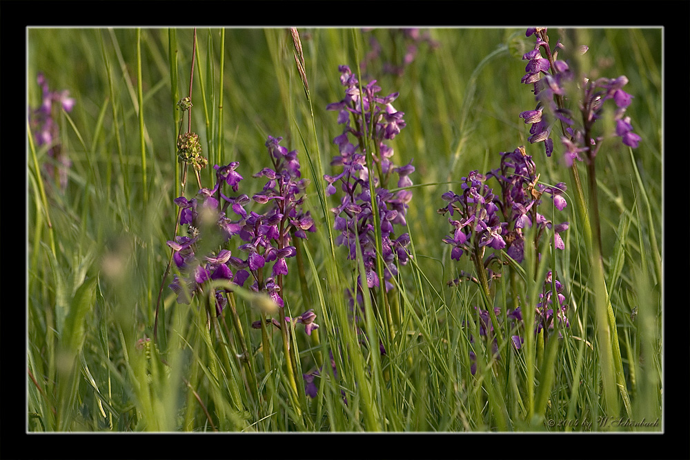 Orchis morio auf einer Wildwiese