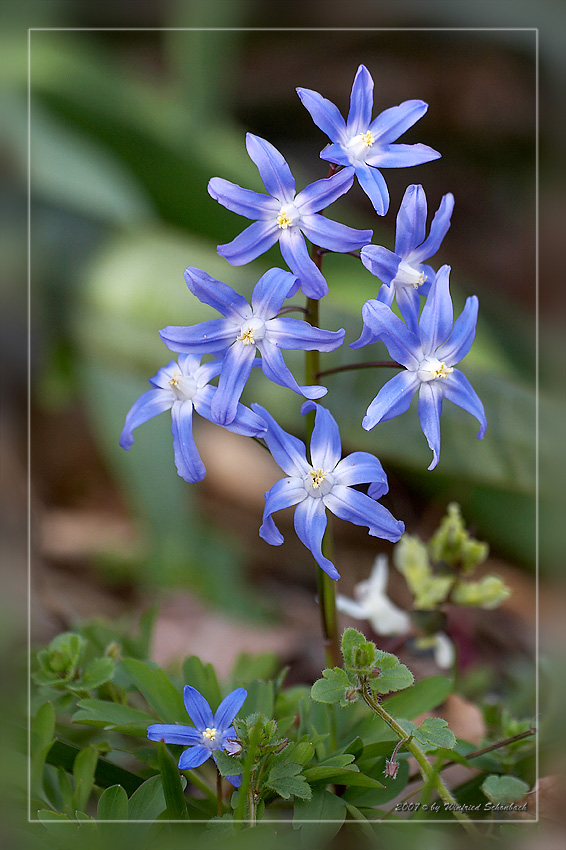 Chionodoxa luciliae