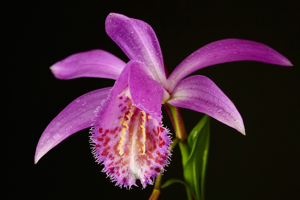 Pleione grex. 'Tongariro' - Tibetorchidee