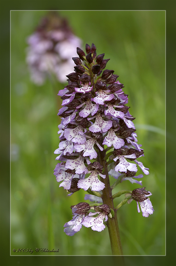 Orchis purpurea  (Nahaufnahme der Blte)