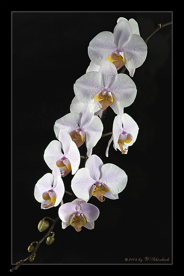 Phalaenopsis