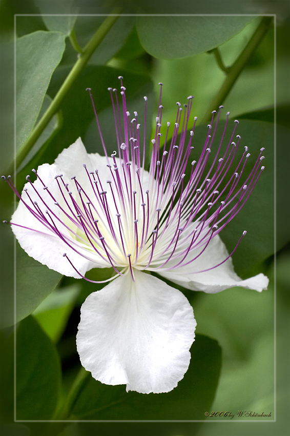 Echter Kapernstrauch (Capparis spinosa)