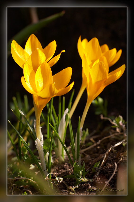 die ersten Krokusblten