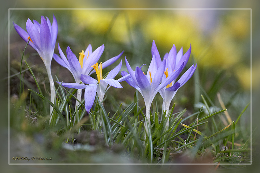 Die ersten Krokus blhen...