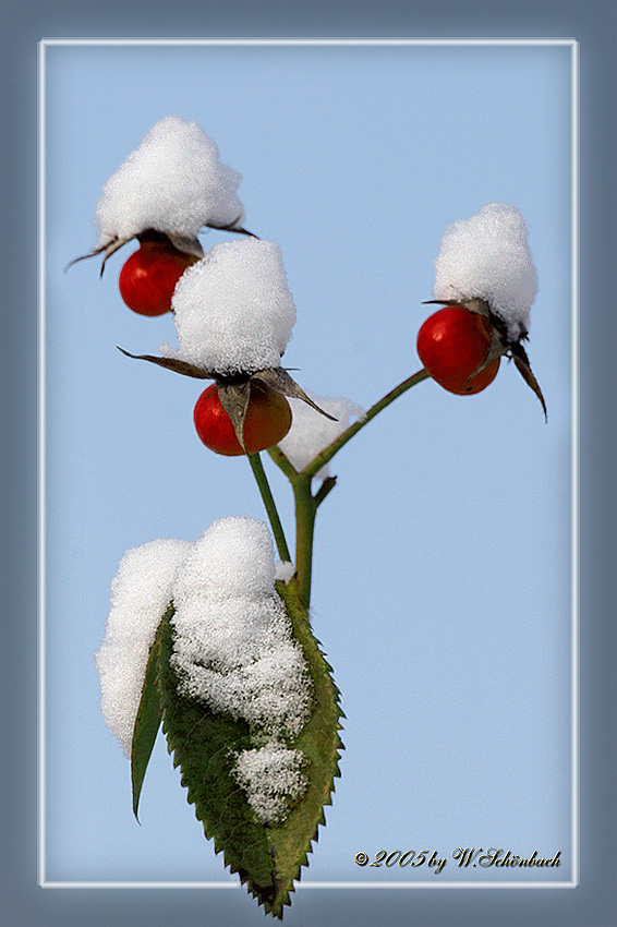 Hagebutten mit Schneehubchen