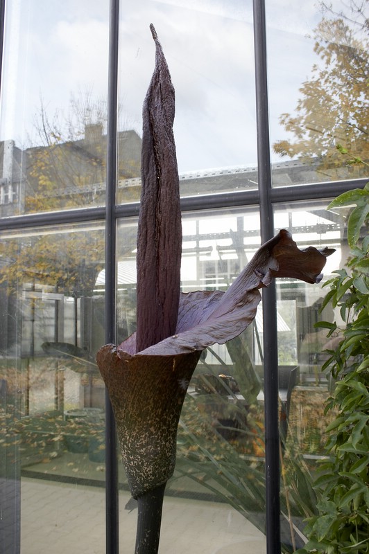 Titanwurz ( Amorphophallus konjac )