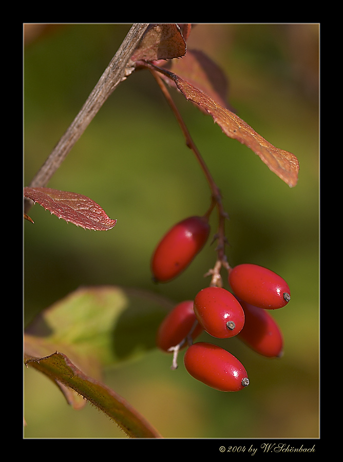 Herbstleuchten