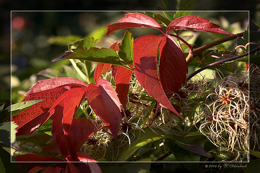 Herbstleuchten