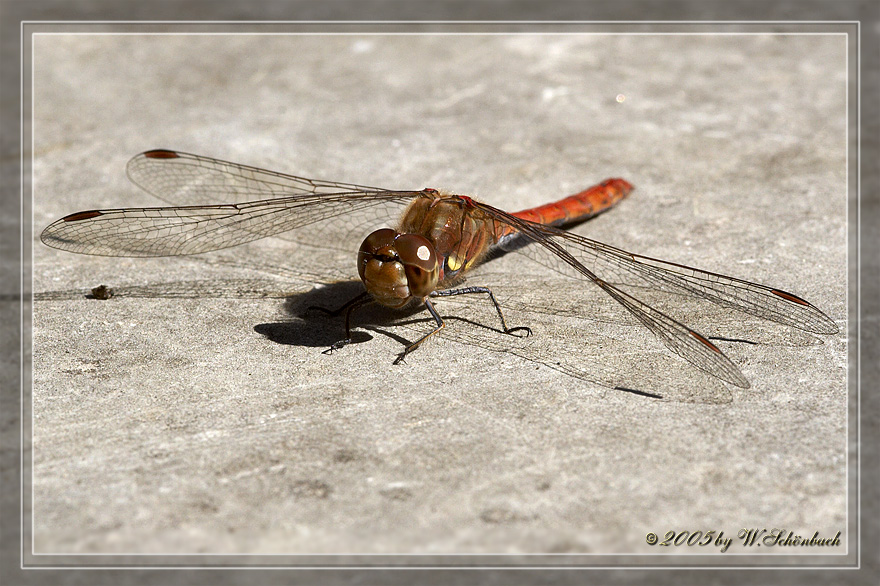 Libelle beim Sonnen