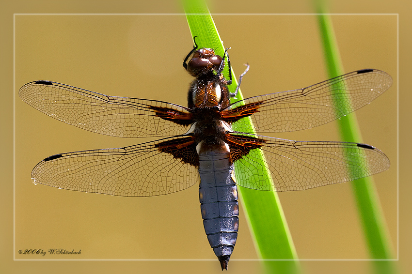 Plattbauch - Libelle (Libellula depressa)