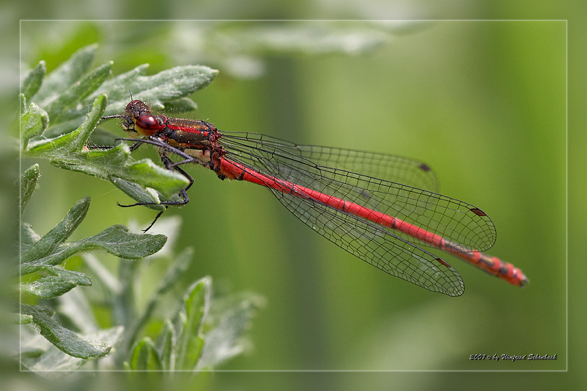 Frhe Adonislibelle (Pyrrhosoma nymphula)