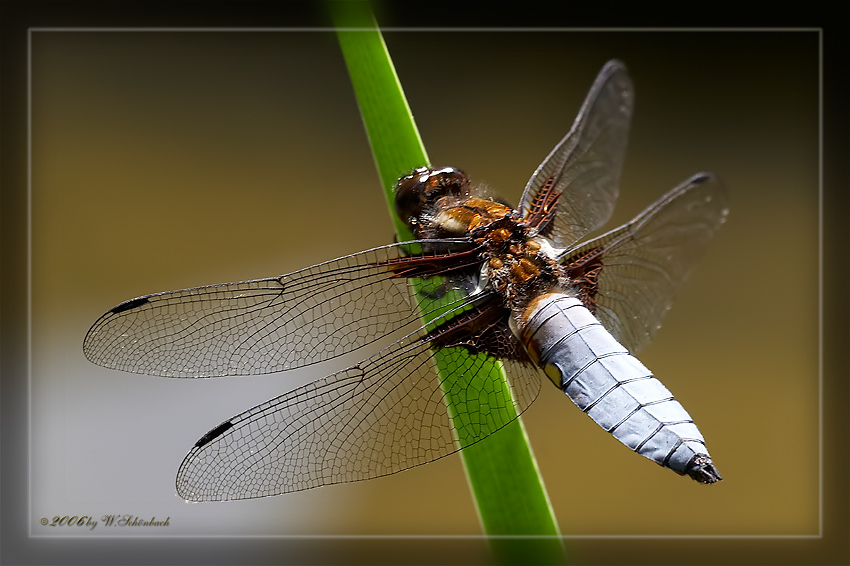 Blaue Plattbauch (Libellula depressa)