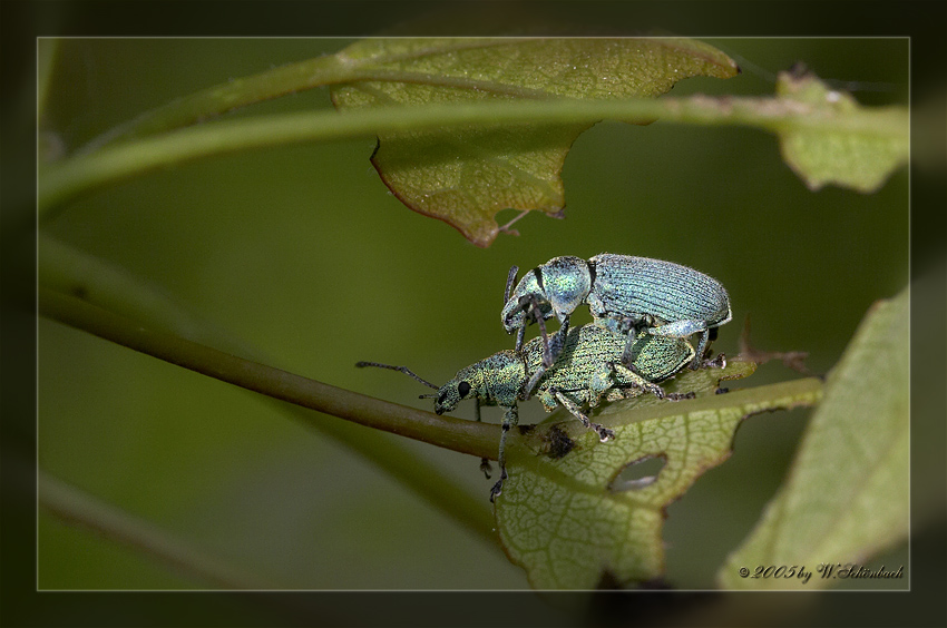 Frhlingsgefhle in der Insektenwelt