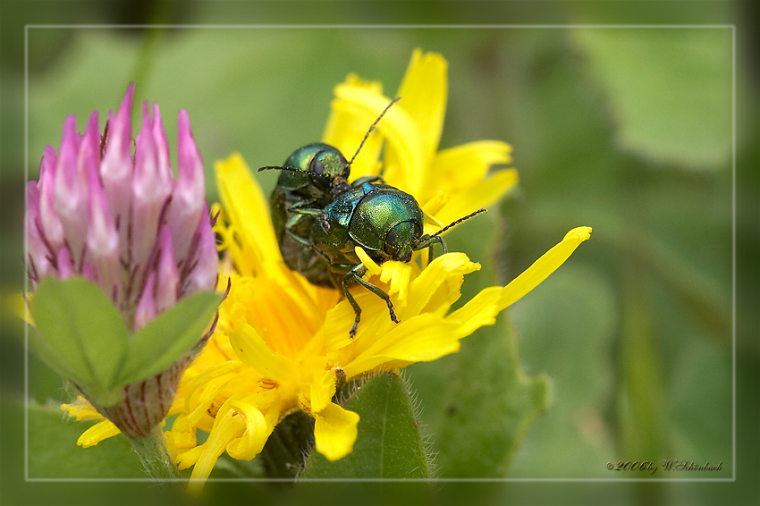 Paarungszeit in der Insektenwelt