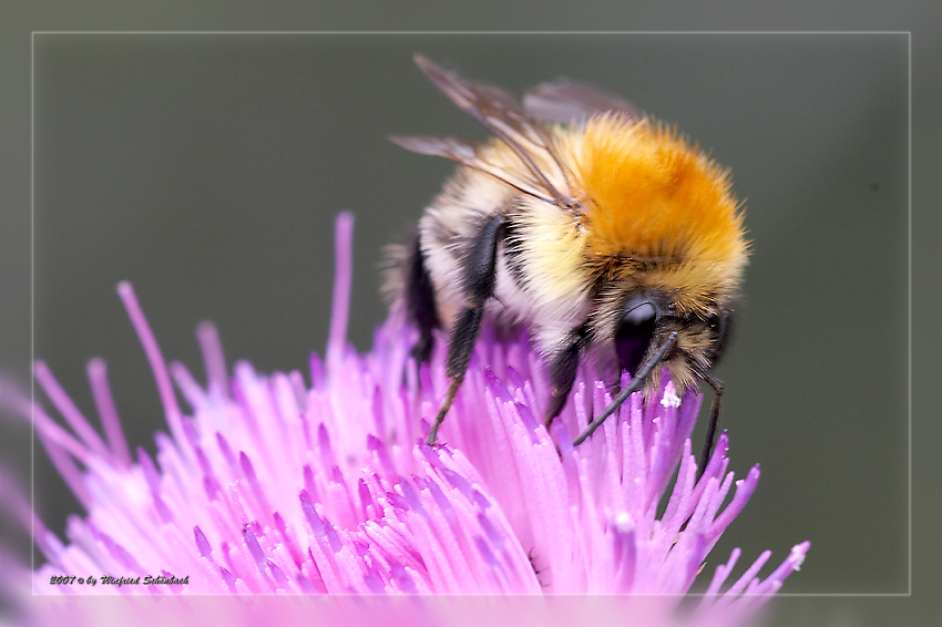 Ackerhummel auf Distelblte