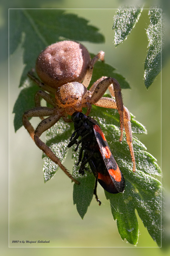 Krabbenspinne mit Blutzikade als Beute