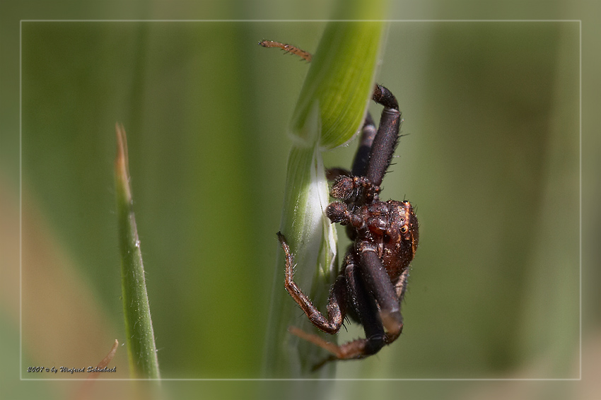 vernderliche Krabbenspinne