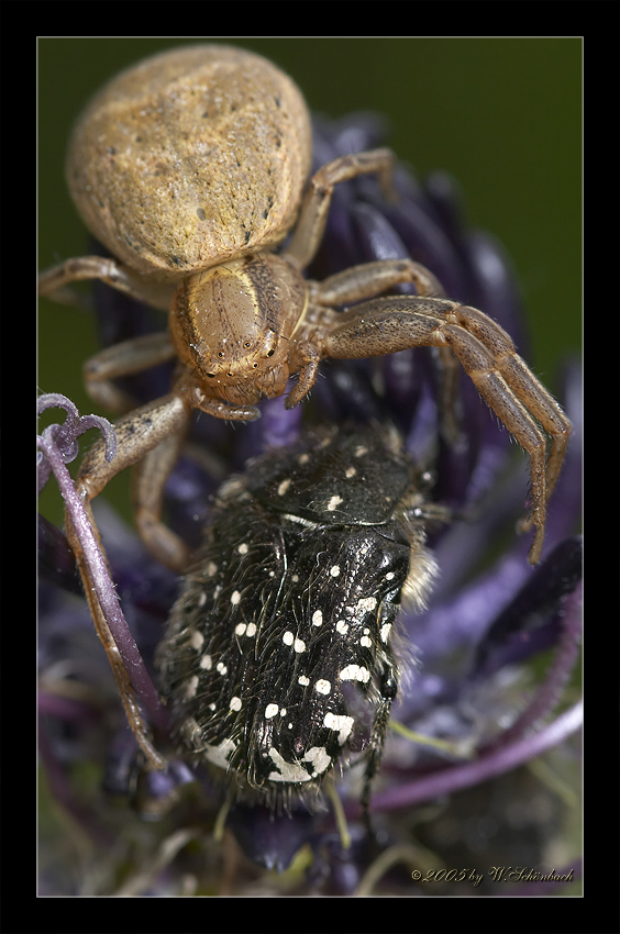 Krabbenspinne mit Beute