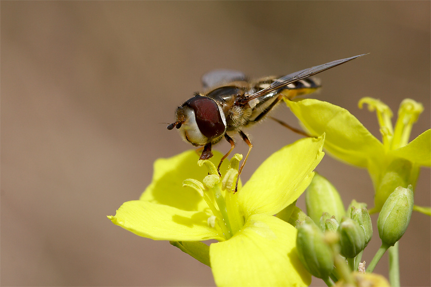 Keilfleckschwebfliege