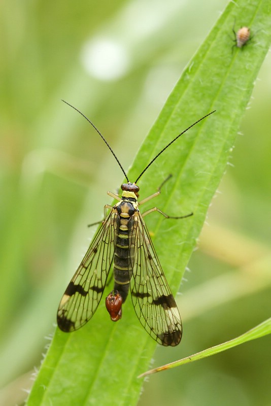 gemeine Skorpionfliege (2)