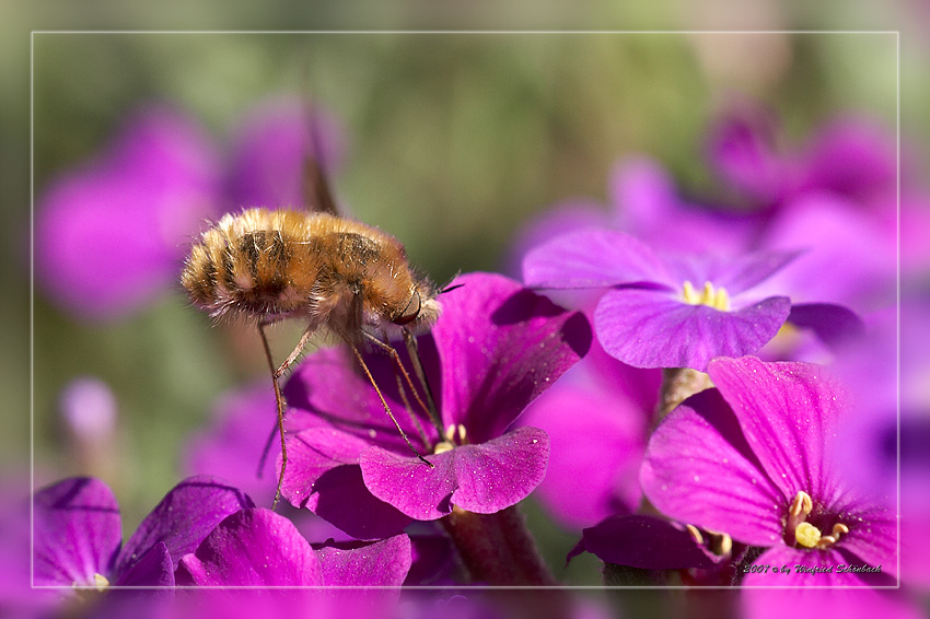 kleiner Wollschweber auf Aubrietablten