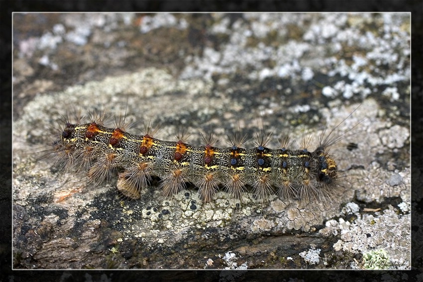 Bunte Raupe des Schwammspinners