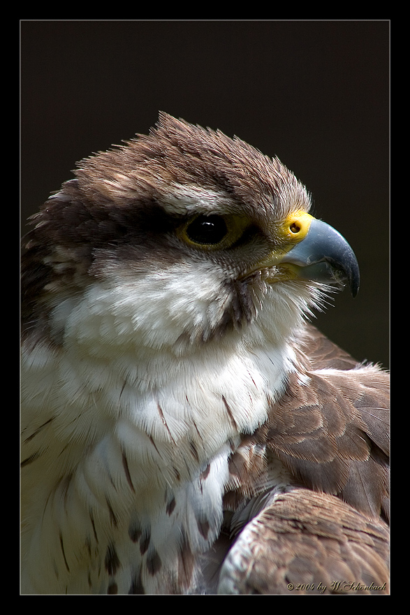 kleinerer Greifvogel...