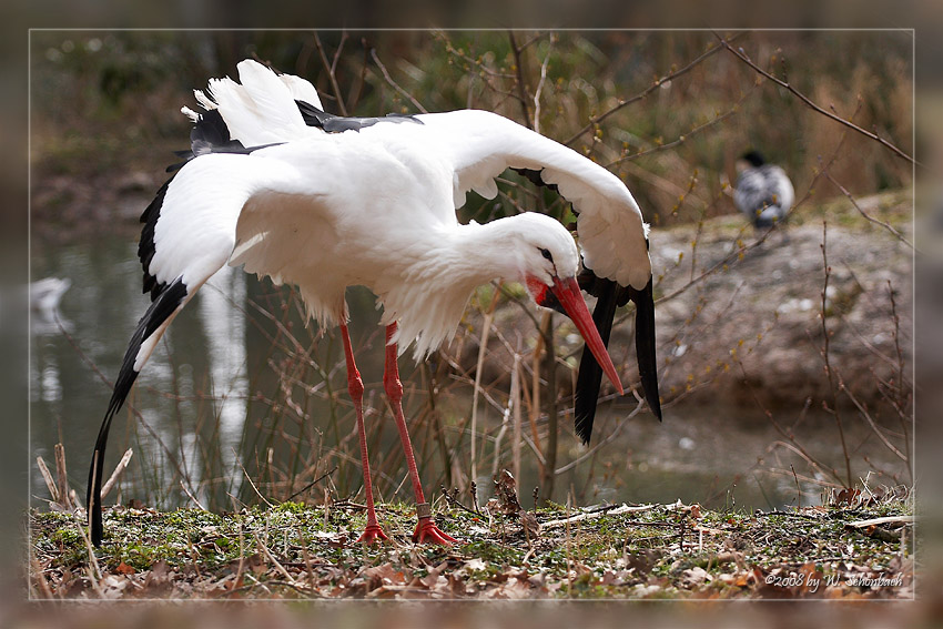 Storch , Balztanz