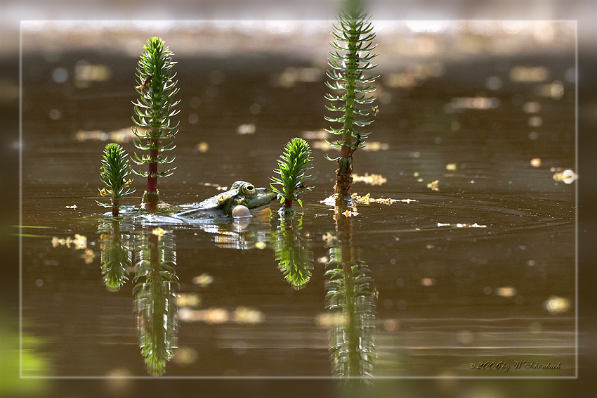 am Froschteich...