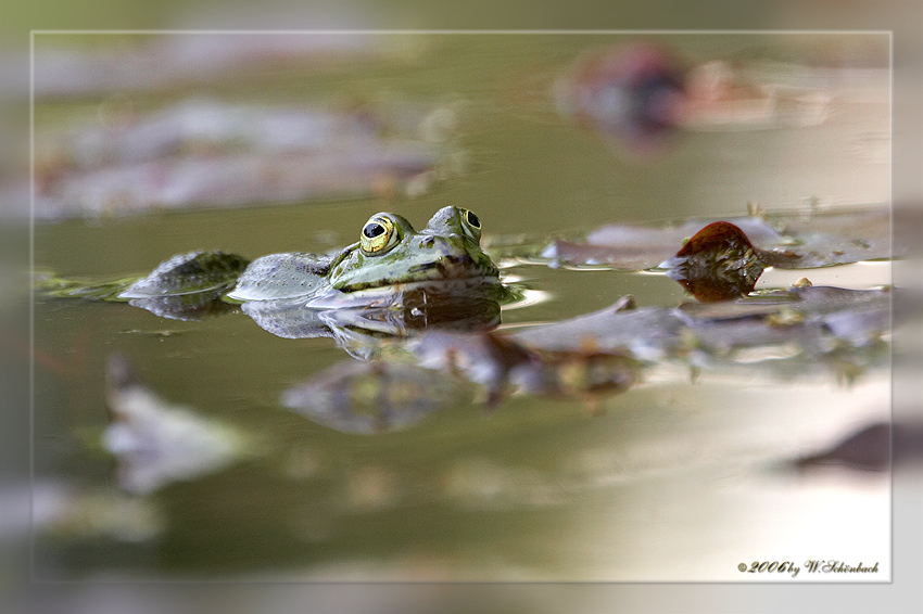 Frosch...