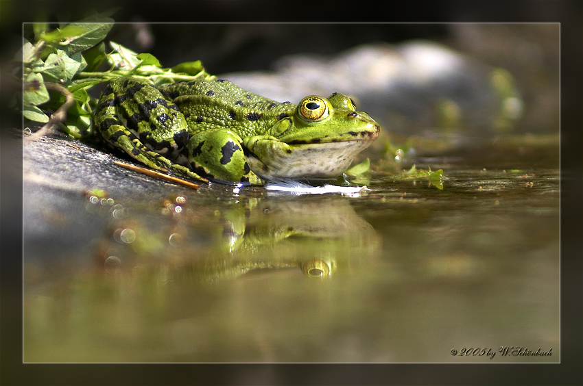 Frosch beim Sonnenbad