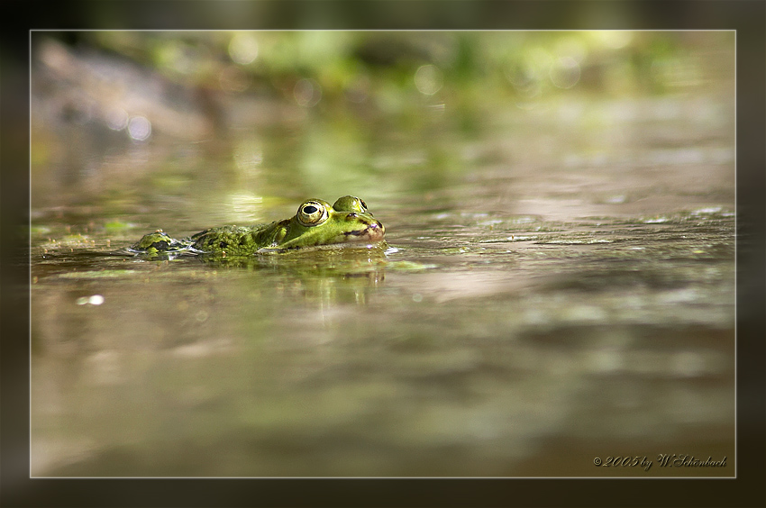 Frosch