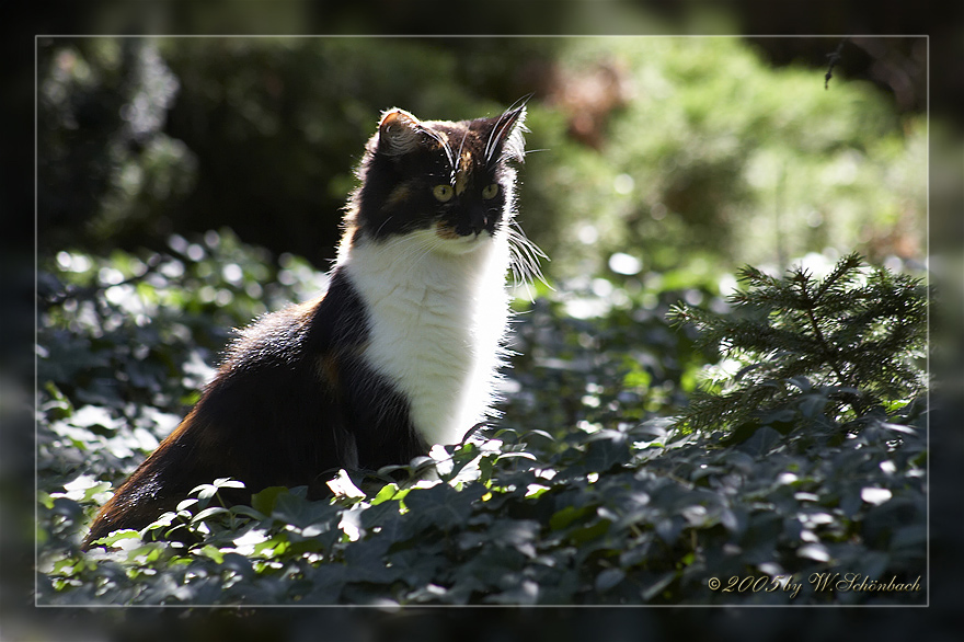 Katze bei der Jagd