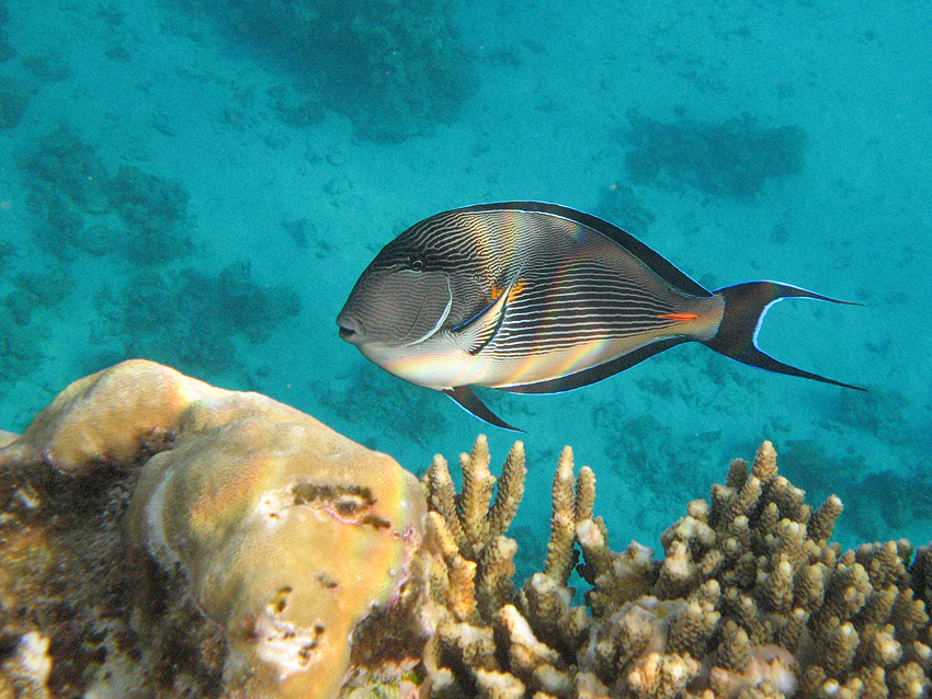 Arabischer-Doktorfisch