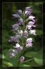 Orchis militaris