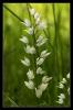 Cephalanthera longifolia