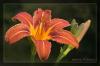 Hemerocallis