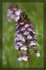 Orchis purpurea  (Nahaufnahme der Blte)