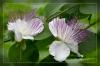 Echter Kapernstrauch (Capparis spinosa)