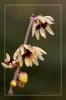 Chimonanthus praecox