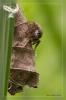 Schwarze Springspinne mit Nest